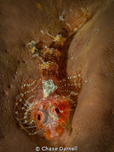 "Colorful Moments"
A large Triple Fin Blenny. I generall... by Chase Darnell 